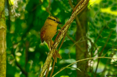 LIMPA FOLHA DE TESTA BAÌA ( Dendroma rufa)